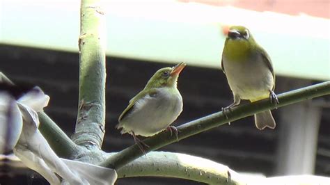 綠繡眼幼鳥